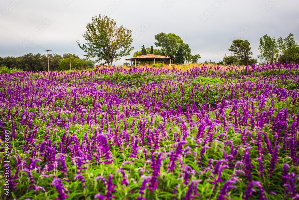 Flores Flores