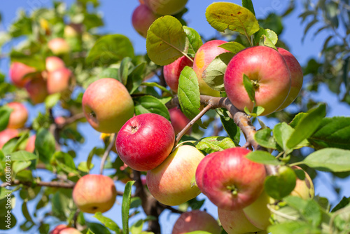 Ripe red apples on an apple tree on a sunny summer day. Rich harvest of fruits in the garden.