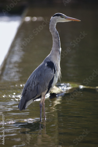 great blue heron