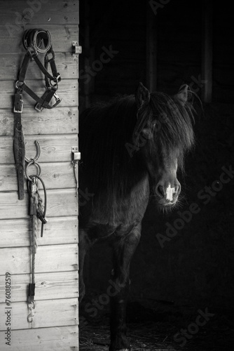 Naklejka Moody Horse