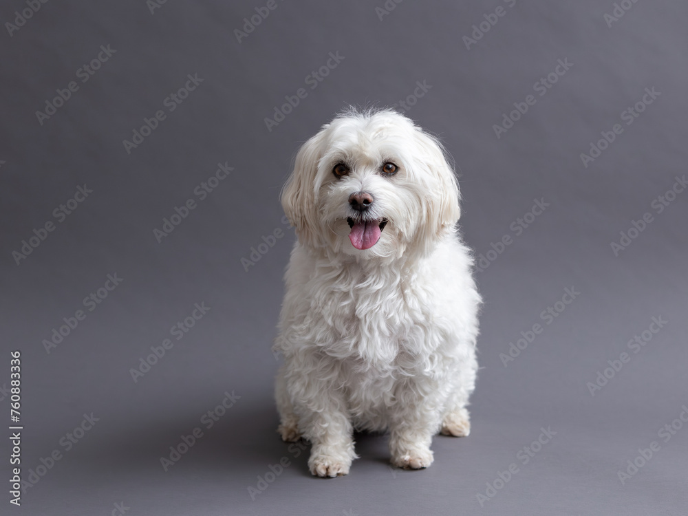 
Selective focus horizontal view of cute Maltese mixed dog staring intently with mouth open while sitting on grey seamless background