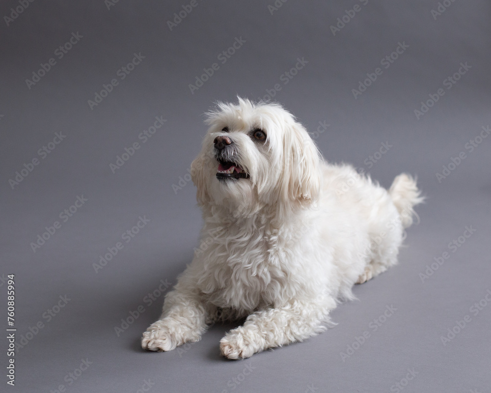 Selective focus horizontal view of cute Maltese mixed dog staring up intently with mouth open while lying down on grey seamless background