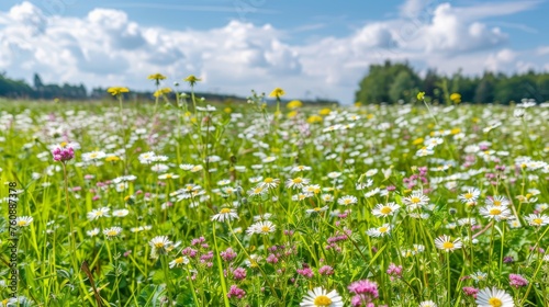 Vibrant spring meadow with white and pink daisies and yellow dandelions under sunny sky