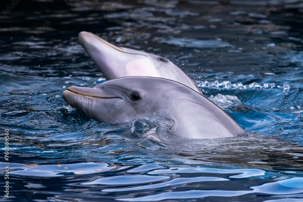 Fototapeta premium fotografias de delfines en el agua