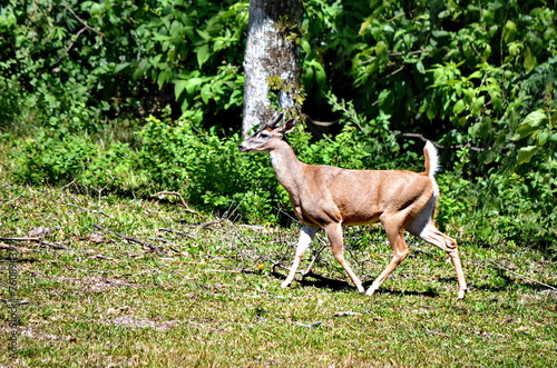 White-tailed deer in Rincon de la Vieja National Park in Costa Rica. This species of deer is the National Symbol of Costa Rica.
