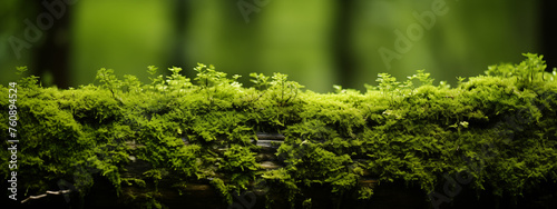 Green Moss Covered Forest Floor © heroimage.io