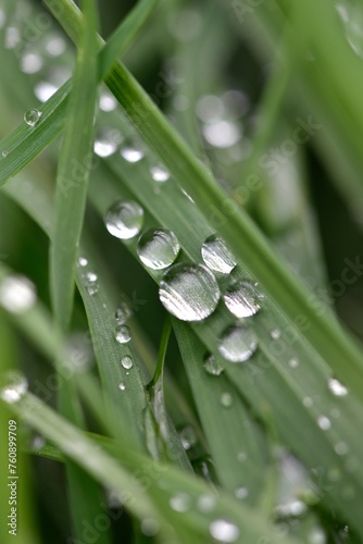 Gouttelettes d'eau sur l'herbe