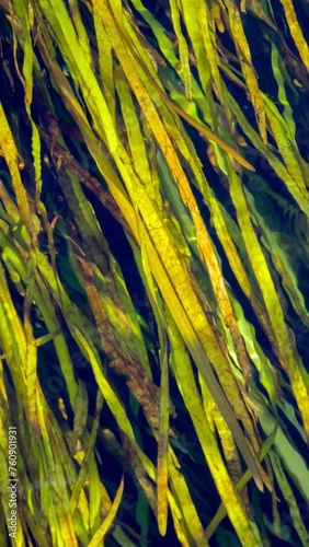 Grass swaying in flowing water stream - river current.