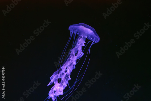 Black sea nettle, Chrysaora achlyos swimming in dark water of aquarium tank with purple neon light. Aquatic organism, animal, undersea life, biodiversity photo