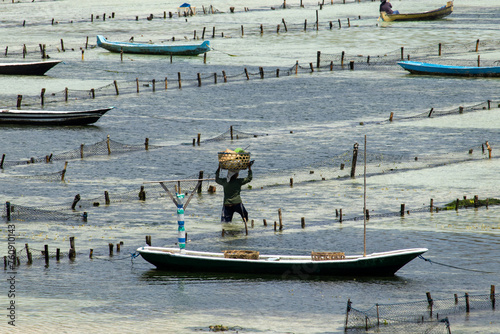 people working in seaweed farm on nusa ceningan and nusa lembongan island photo