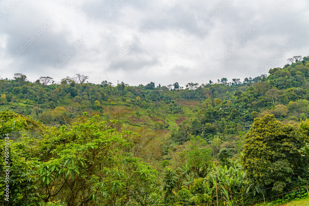 View of rainforest on slopes of mountain Kilimanjaro