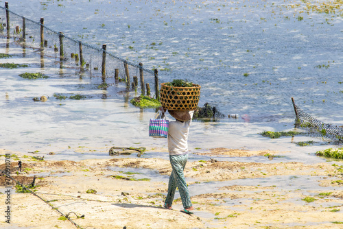 people working in seaweed farm on nusa ceningan and nusa lembongan island photo