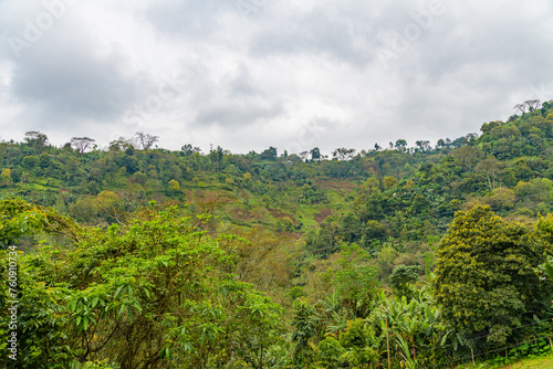View of rainforest on slopes of mountain Kilimanjaro