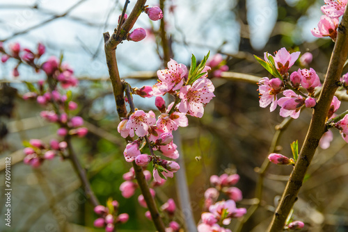 Flowers on branches of the blossoming peach tree in spring