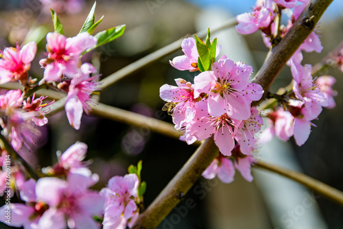 Flowers on branches of the blossoming peach tree in spring