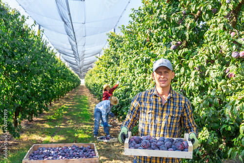 Europen male worker standing with box full of plums in fruit plantation. His co-workers picking plums in background.