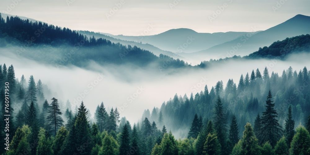 Foggy Forest Filled With Trees Foggy Forest Filled With Trees