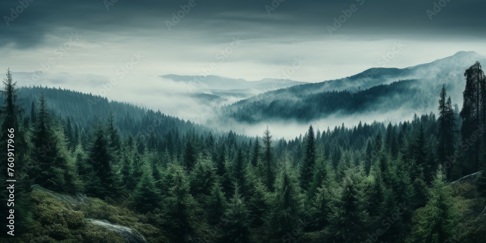 Dense Forest With Trees Under Cloudy Sky