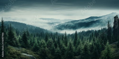 Dense Forest With Trees Under Cloudy Sky © we360designs