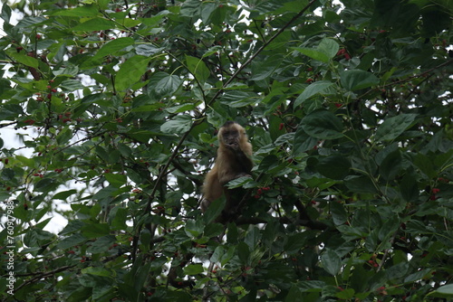 Macaco