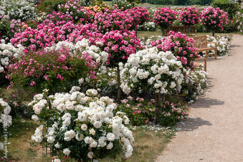 A variety of rose bushes with different colors in white, pink and red beside a footpath with benches in background