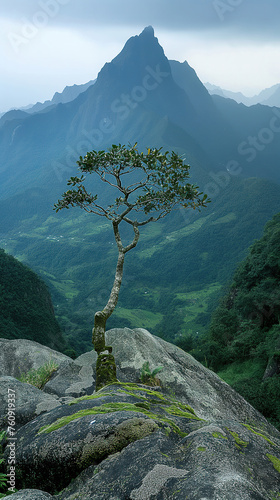 A small tree growing on a cliff.
