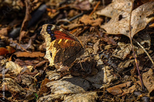 A warm couple days in the middle of March, here in Windsor in Upstate NY, brings out the Mourning Cloak Butterfly from Hibernation.  Spring is just around the corner at Pettus Hill Preserve. photo