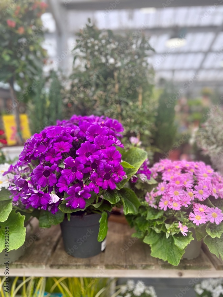 Obraz premium Jardiland