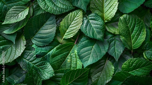 A nature background featuring an abstract green leaf texture.