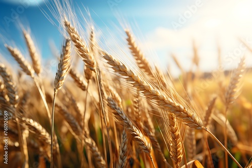 Ears of wheat on the field in the rays of the setting sun