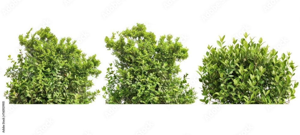 Obraz premium Green bushes and shrubs, isolated on white background