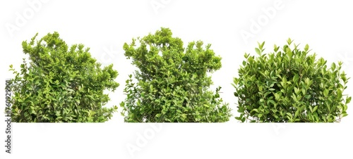 Green bushes and shrubs  isolated on white background