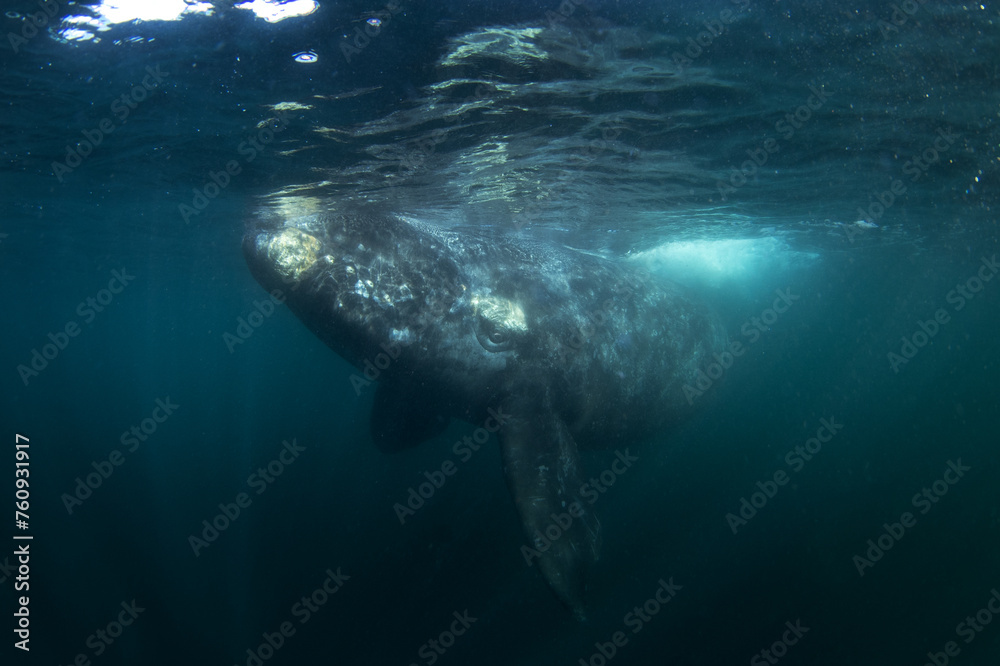 Southern right whale near the surface. rare whale near Argentina's coast. Swimming with whales.
