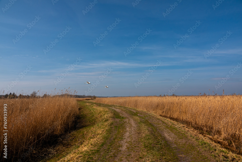 Obraz premium swan in flight over nature reserve Karsiborska Kempa, near Swinoujscie. Poland