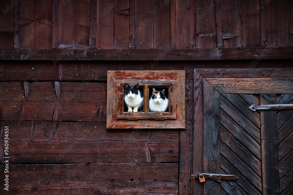 cat in a window on wooden building cat in a window on wooden building