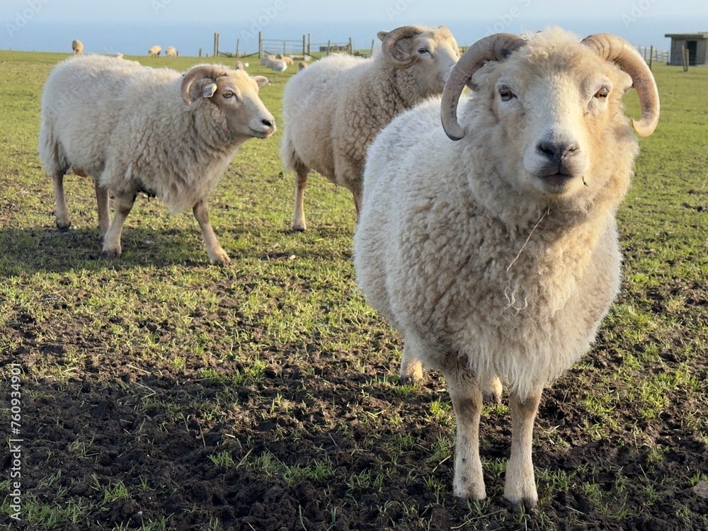 Fototapeta premium sheep and lambs