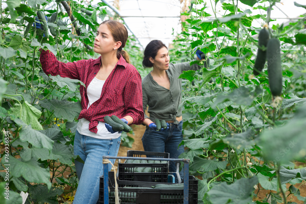 Woman and young lady harvesting cucumbers in large orchard - obrazy, fototapety, plakaty 
