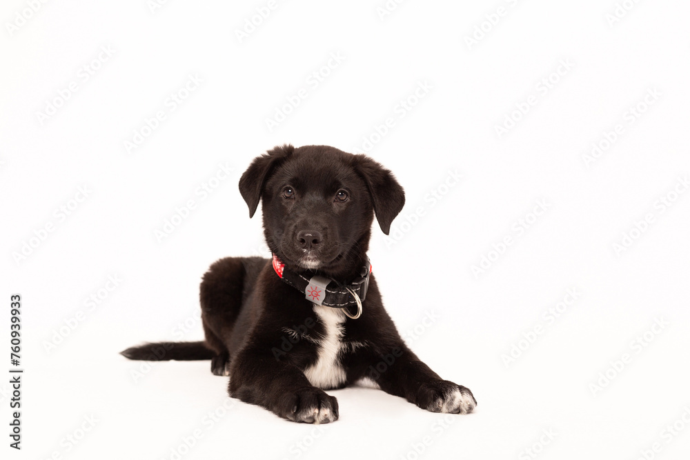 Black puppy lies on a white background