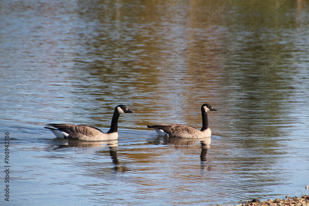 Obraz premium Canadian Geese On The Lake, William Hawrelak Park, Edmonton, Alberta