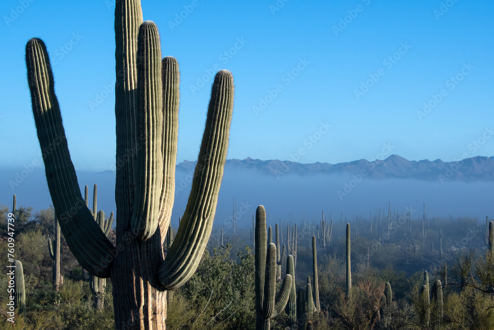 Clearing fog and saguaro cacti (Carnegiea gigantea)