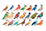 Various species wild birds, vector art illustration 