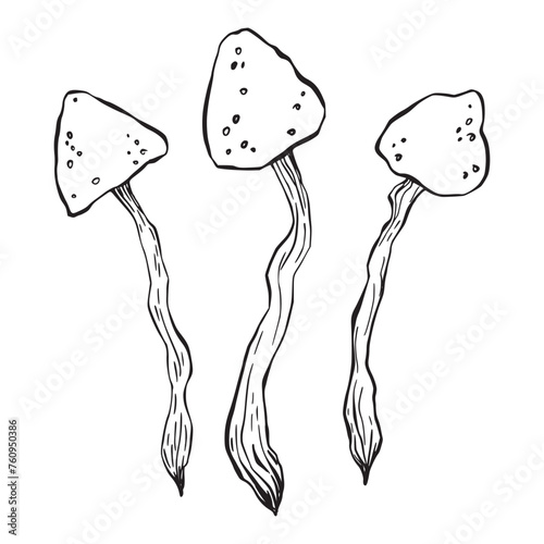 Set of magic poisonous mushrooms. Tattoo fungus design, trendy romance symbol. Witch amanita mushrooms for Halloween. Vector sketch toadstool illustration