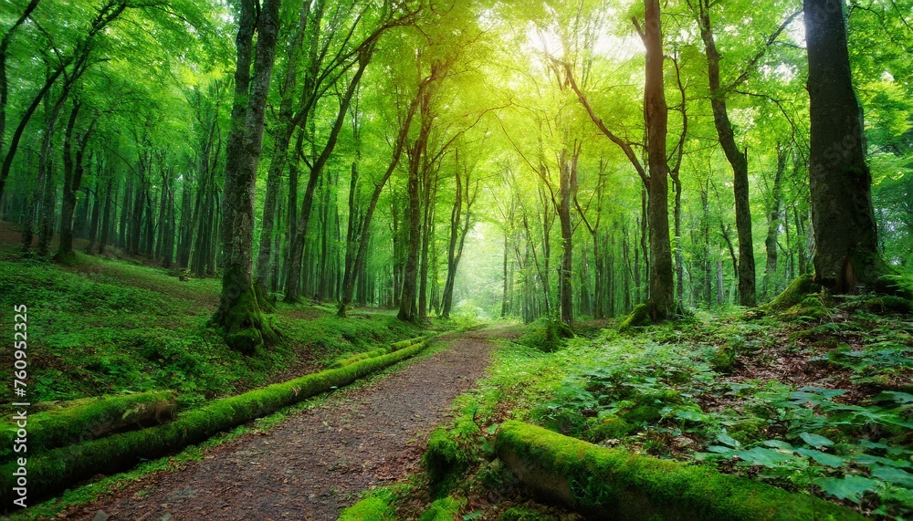 Fototapeta premium footpath in the green forest