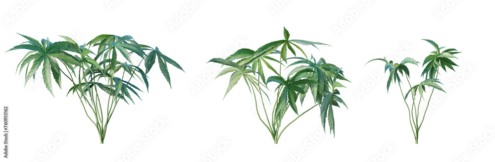 Anthurium Polyschistum tropical plant isolated on white background. 3D render. 3D illustration.

