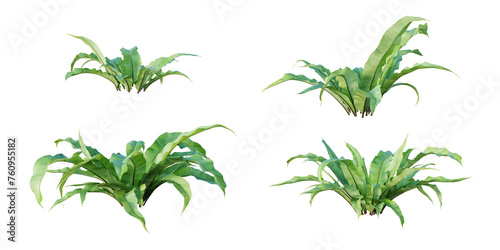 Asplenium Nidus tropical plant isolated on white background. 3D render. 3D illustration.
 photo