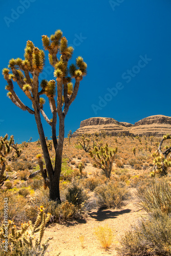 Near the Grand Canyon in Nevada, USA, picturesque scenery features iconic Joshua Trees amidst desert landscapes