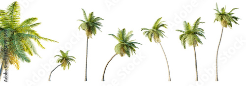 Set of cocos nucifera palm trees with selective focus closeup isolated on transparent background. 3D illustration.
 photo