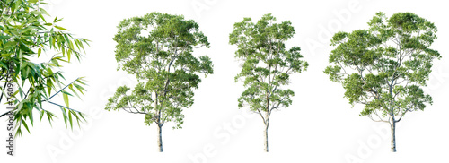Set of eucalyptus trees isolated on white background with selective focus closeup. 3D render. 3D illustration. 