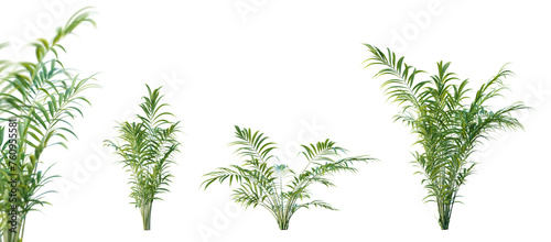 Set of howea horsteriana plant isolated on white background with selective focus closeup. 3D render. 3D illustration.
