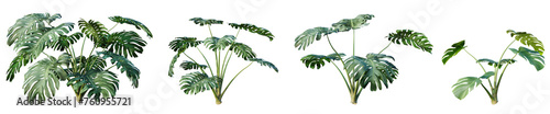 Set of monstera tropical plant isolated on white background. 3D render. 3D illustration.
